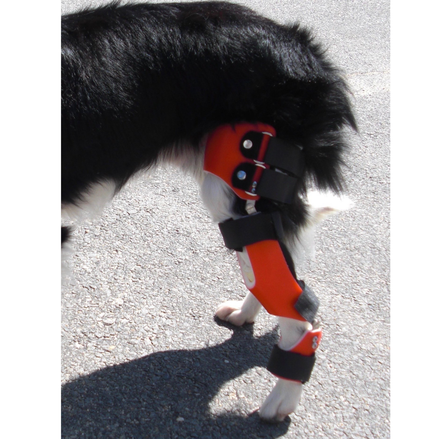 Custom Dog Knee & Hock Brace | CCL/ACL Stifle Rear Leg Dog Brace