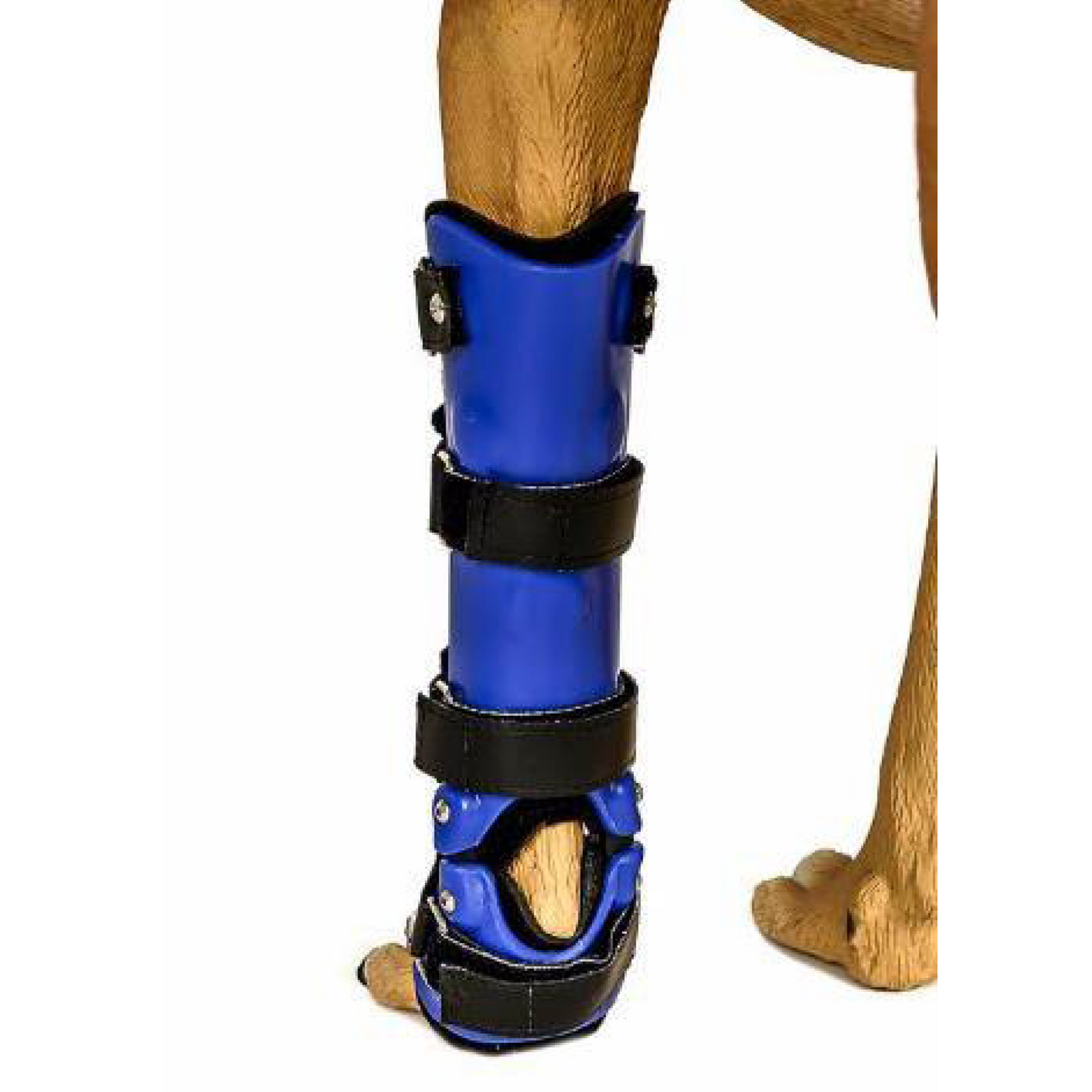 Custom Dog Wrist Brace | Carpal Dog Front Leg Brace