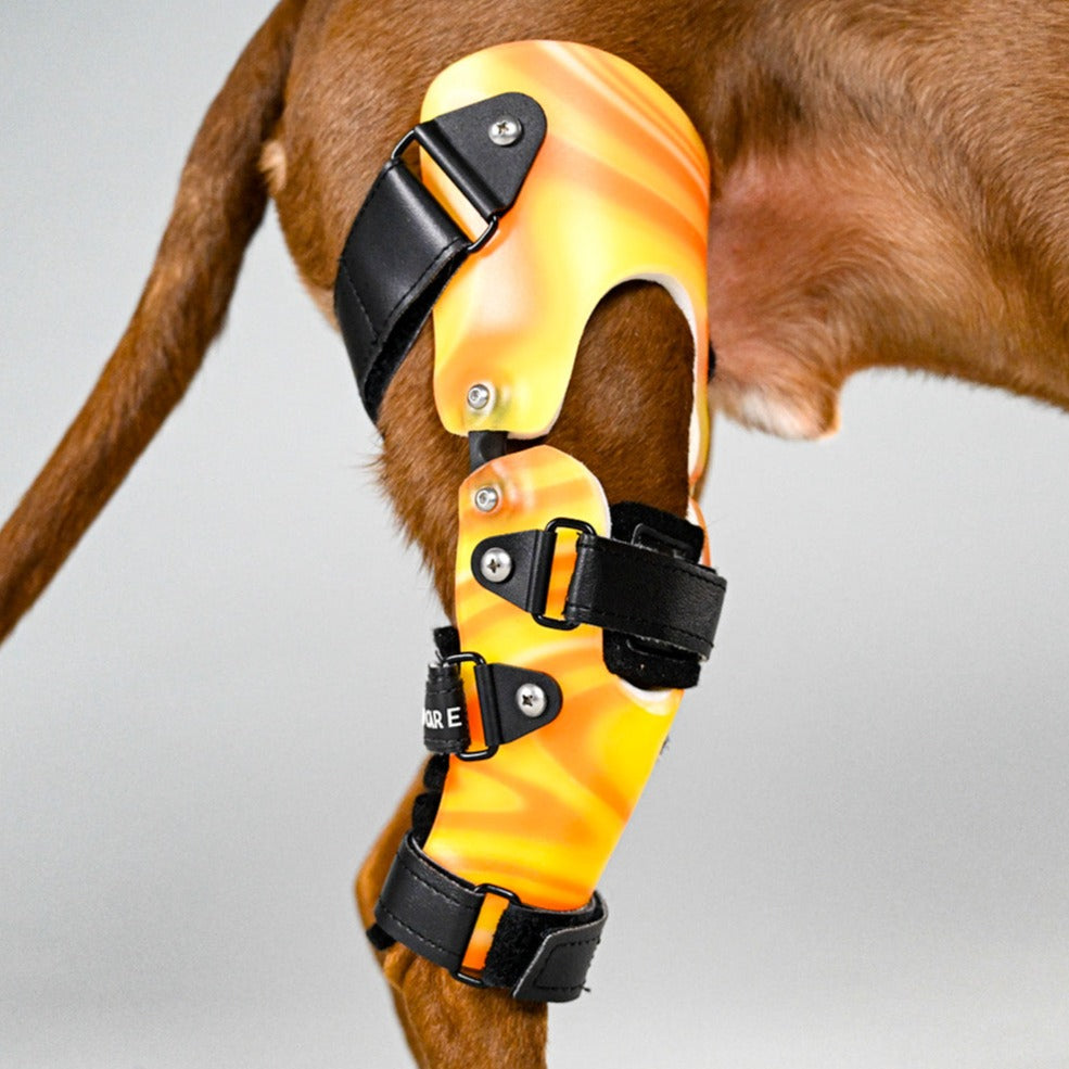Custom Dog Knee Brace | CCL/ACL Stifle Rear Leg Dog Brace